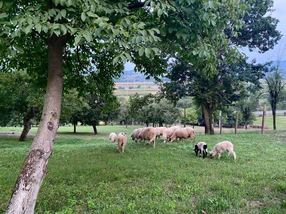 Vacation House Stala La La Požega Dış mekan fotoğraf